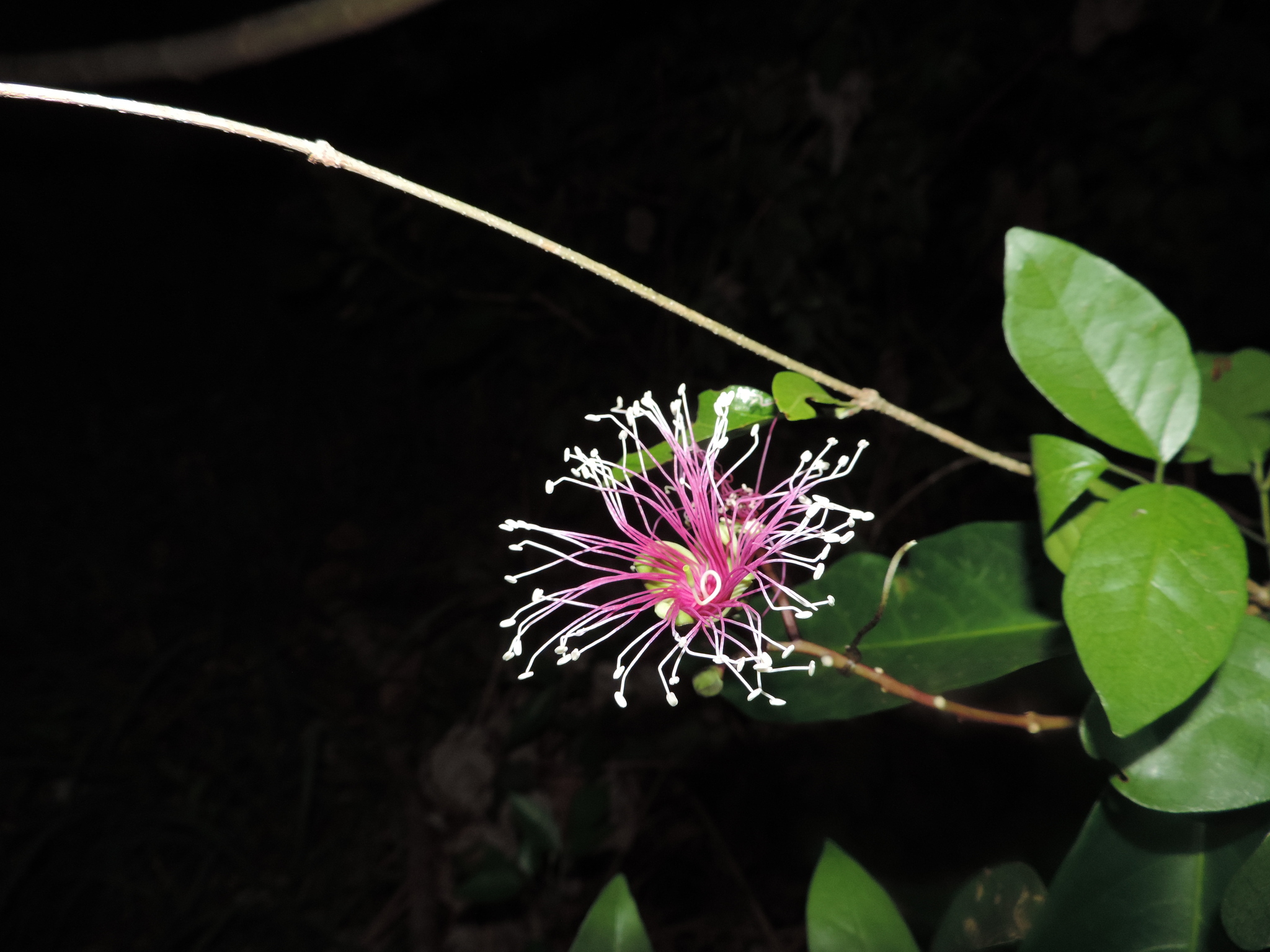 Capparidastrum frondosum