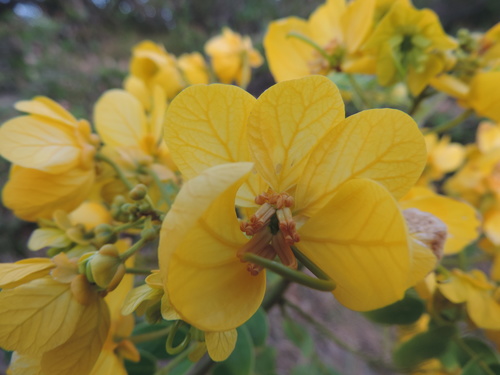 whitebark senna