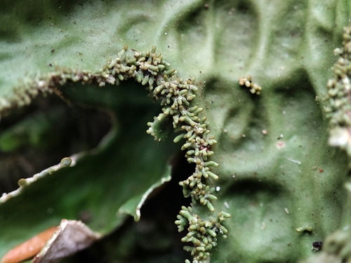 Lobaria macaronesica