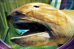 Megamouth Shark photo 4