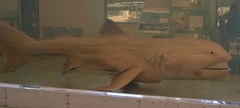 Megamouth Shark photo 5