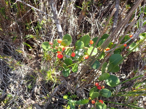Image of Maytenus procumbens by (c) Nicola van Berkel, some rights reserved (CC BY-SA)