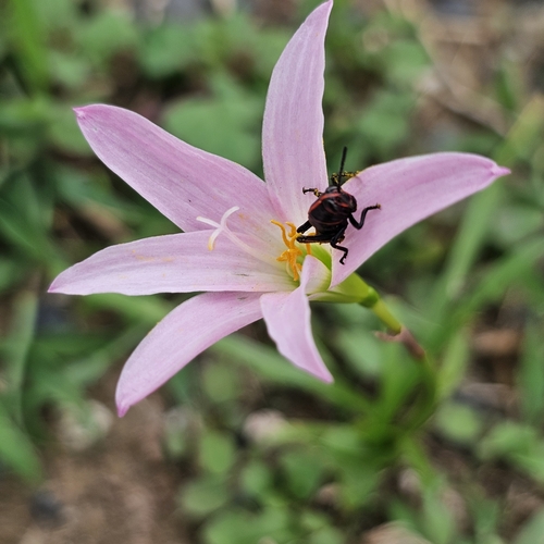 Zephyranthes rosea