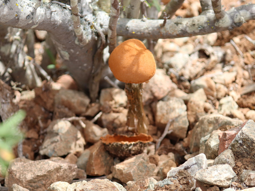 Battarrea phalloides · October 2024 · photo: © rodcat13 (iNaturalist, cc-by)