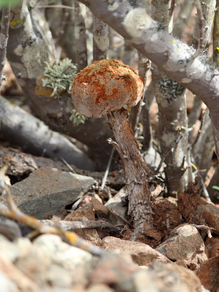 Battarrea phalloides · October 2024 · photo: © rodcat13 (iNaturalist, cc-by)