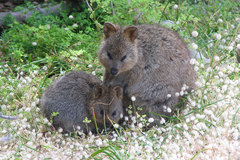 Quokka photo 4