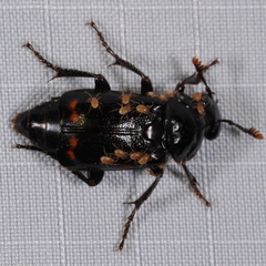 Nicrophorus pustulatus