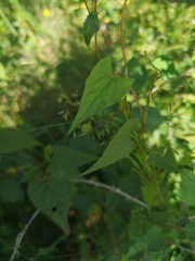 Fallopia dumetorum