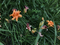 Hemerocallis fulva kwanso