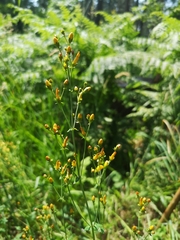 Hypericum pulchrum