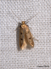 Carolana ascriptella