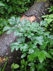 Petroselinum crispum