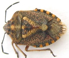 Agonoscelis