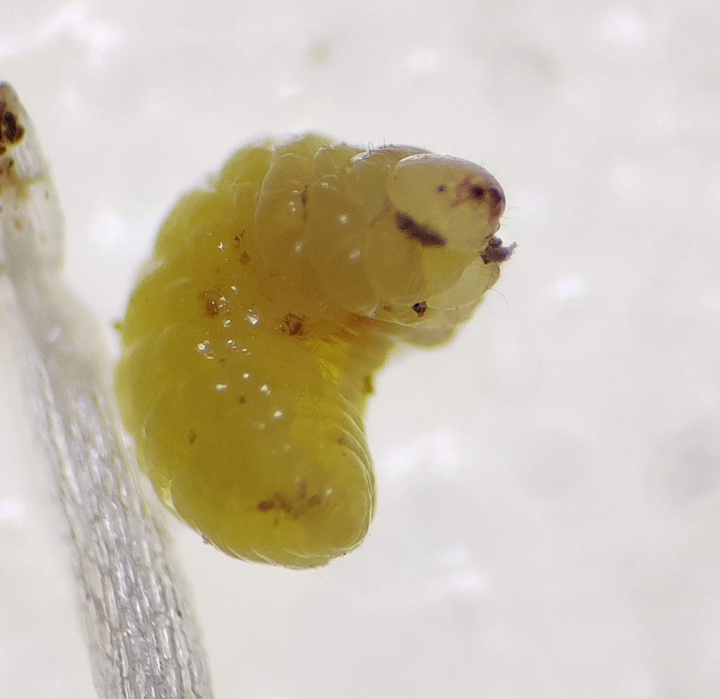 Microon sahlbergi