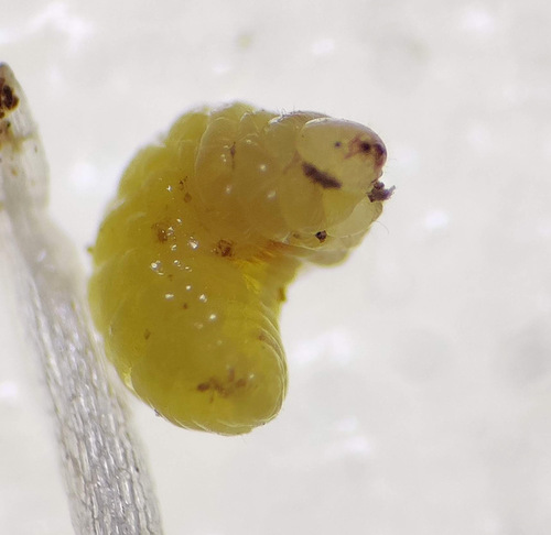 Microon sahlbergi