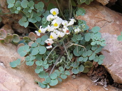 Sarcocapnos enneaphylla