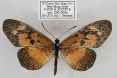 Acraea althoffi