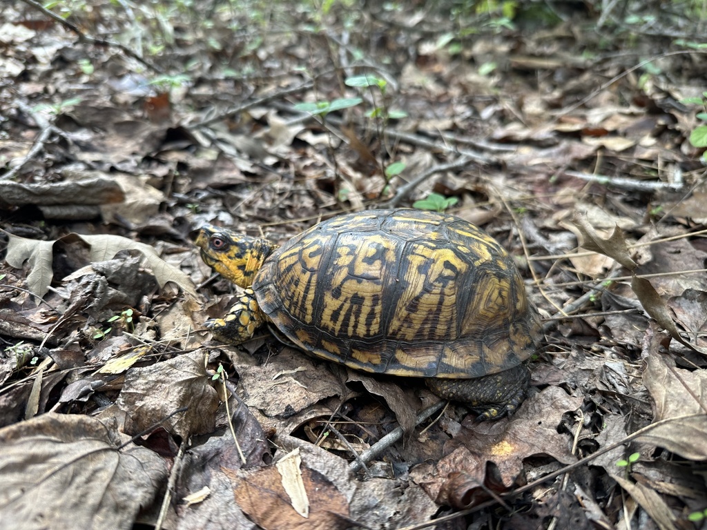 Eastern Box Turtle in October 2024 by Jorge Arturo Bogantes Montero ...