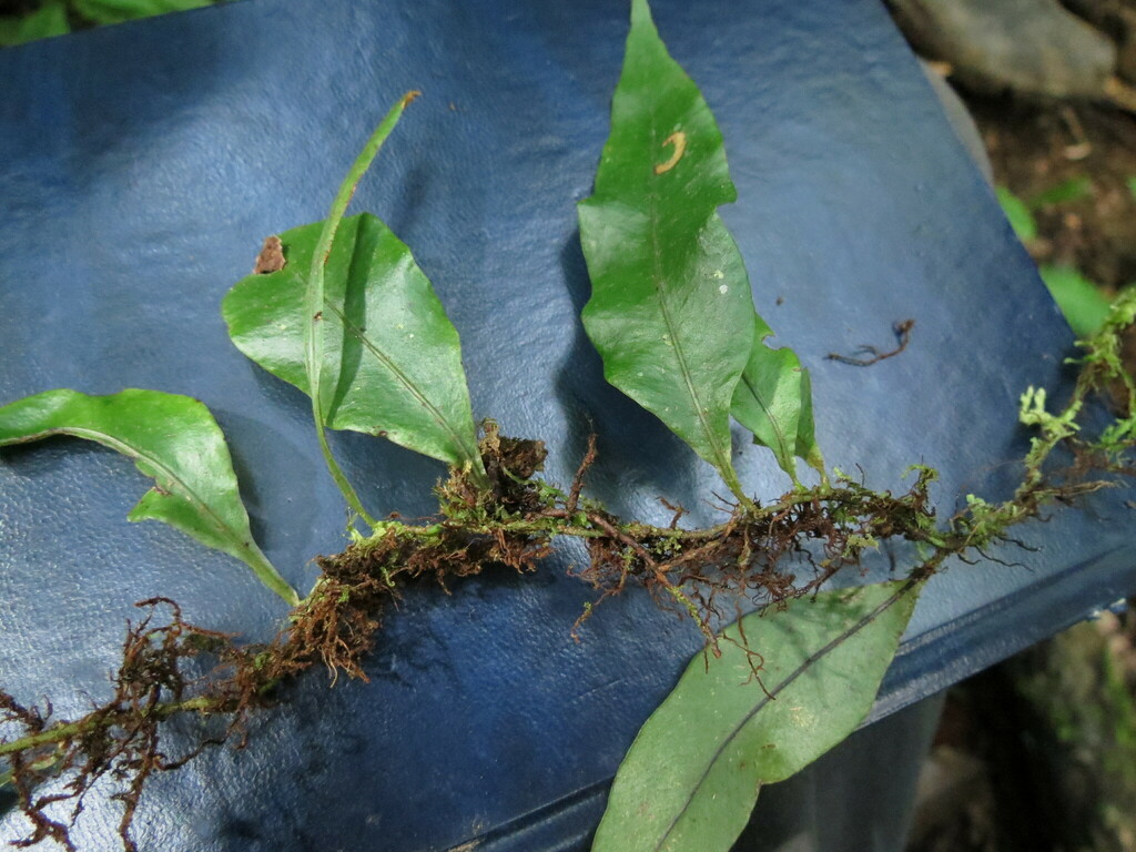 Pleopeltis wiesbaurii
