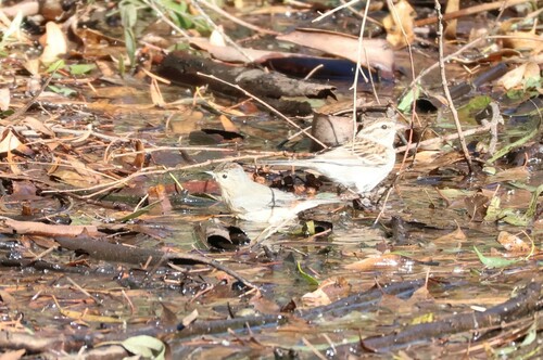 Reinita de Lucy (Leiothlypis luciae)