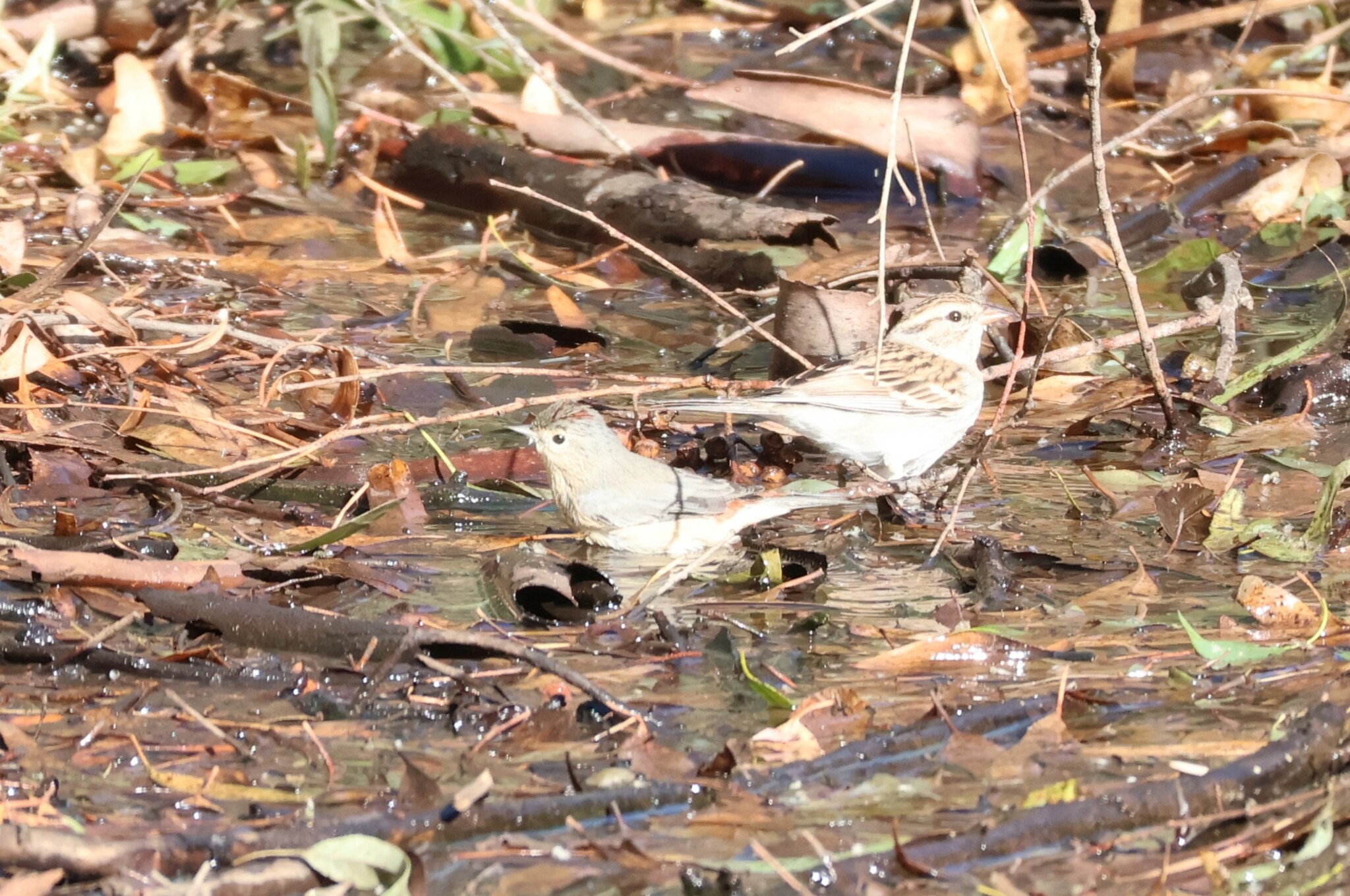 Lucy's Warbler (Leiothlypis luciae)