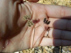 Torilis nodosa