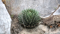 Agave victoriae-reginae