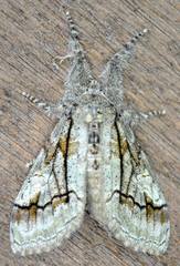 Dasychira obliquata