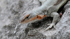 Sceloporus couchii