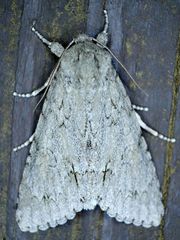Acronicta americana
