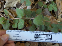 Lonicera hispidula