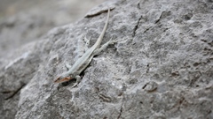 Sceloporus couchii