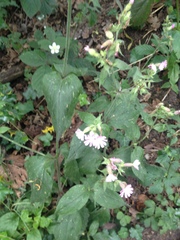 Melandrium