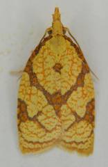 Cenopis reticulatana