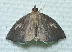 Perispasta caeculalis