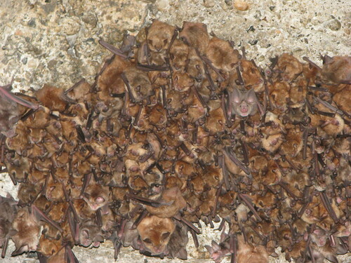Geoffroy's Bat, Xibrakë, Albania, photo 10 of 10