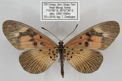 Acraea althoffi
