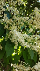 Syringa reticulata