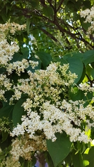 Syringa reticulata