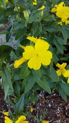 Oenothera pilosella