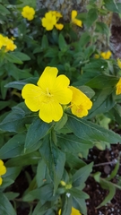 Oenothera pilosella