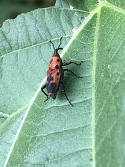 Rhodobaenus quinquepunctatus