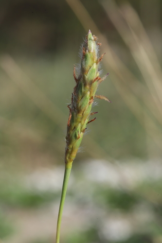 Ischaemum anthephoroides iNat (2)