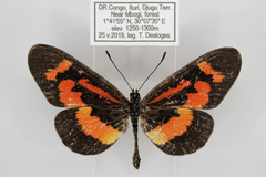 Acraea althoffi