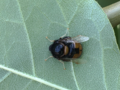 Pterodontia flavipes