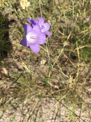 Campanula petiolata