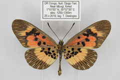 Acraea althoffi