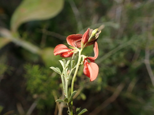 Image of Indigofera heterophylla by (c) agujaceratops, some rights reserved (CC BY)