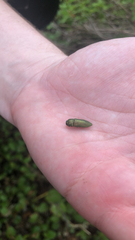 Agaeocera scintillans