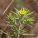 Centromadia fitchii - Photo (c) Dan Fitzgerald (Fitz),  זכויות יוצרים חלקיות (CC BY-NC), הועלה על ידי Dan Fitzgerald (Fitz)